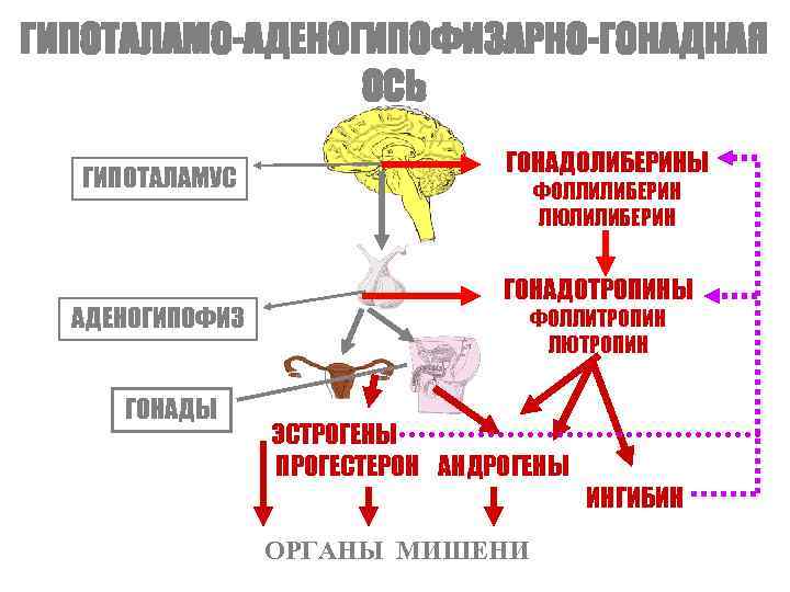 ГИПОТАЛАМО-АДЕНОГИПОФИЗАРНО-ГОНАДНАЯ   ОСЬ       ГОНАДОЛИБЕРИНЫ  ГИПОТАЛАМУС 