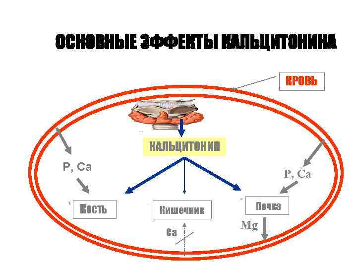 ОСНОВНЫЕ ЭФФЕКТЫ КАЛЬЦИТОНИНА      КРОВЬ    КАЛЬЦИТОНИН Р,
