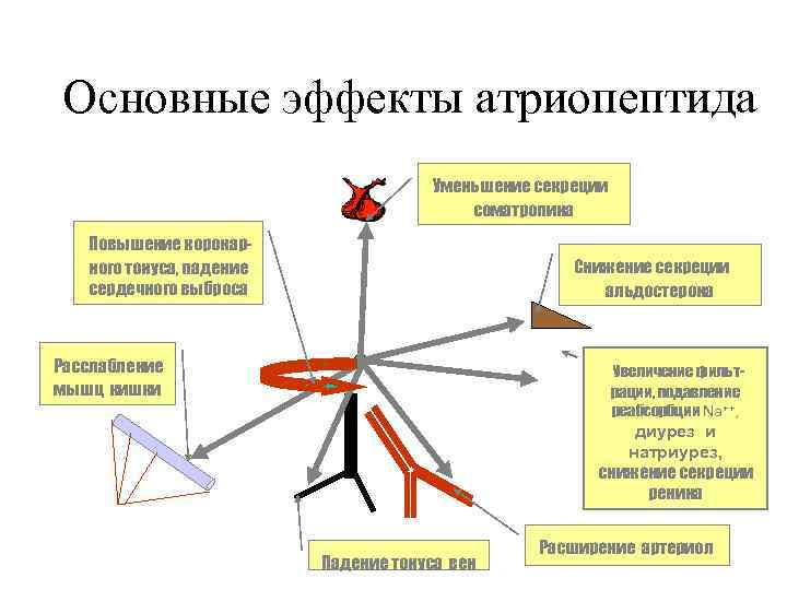 Основные эффекты атриопептида    Уменьшение секреции    соматропина  Повышение