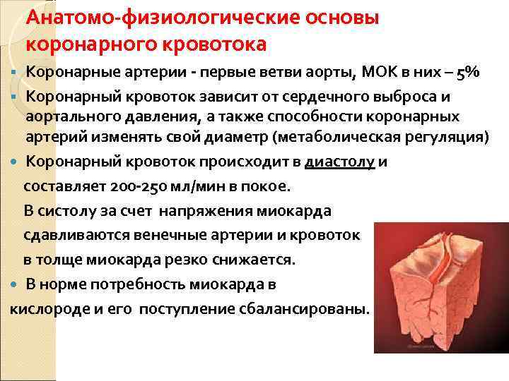   Анатомо-физиологические основы коронарного кровотока § Коронарные артерии - первые ветви аорты, МОК