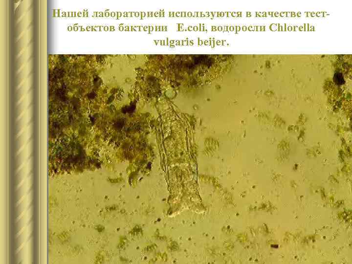 Нашей лабораторией используются в качестве тест-  объектов бактерии  E. coli, водоросли Chlorella
