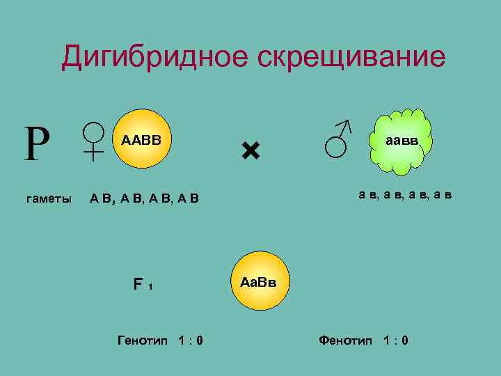   Дигибридное скрещивание  Р  ♀  ААВВ    