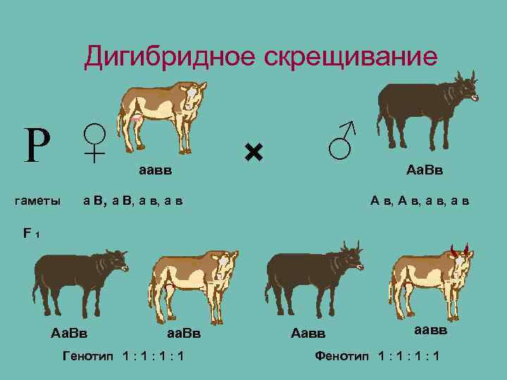   Дигибридное скрещивание  Р ♀   аавв    