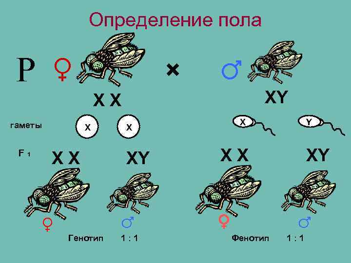   Определение пола  Р ♀    ×  ♂