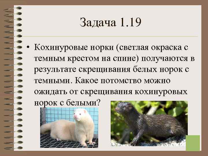   Задача 1. 19 • Кохинуровые норки (светлая окраска с  темным крестом