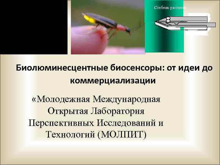 Стебель растения Plant stem Биолюминесцентные биосенсоры: от идеи до коммерциализации «Молодежная Международная Открытая Лаборатория
