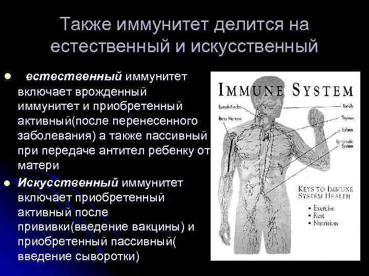    Также иммунитет делится на  естественный и искусственный l естественный иммунитет