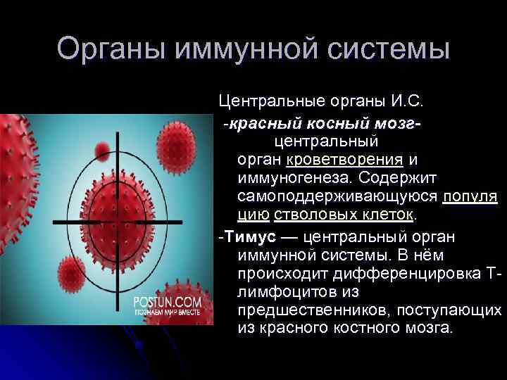 Органы иммунной системы   Центральные органы И. С.  -красный косный мозг- 