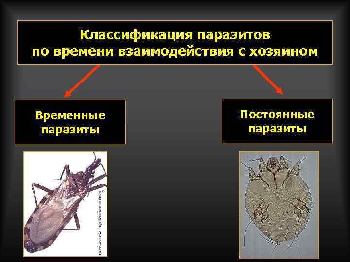  Классификация паразитов по времени взаимодействия с хозяином  Временные   Постоянные паразиты
