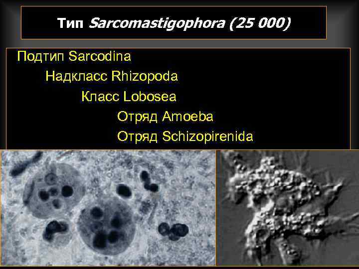  Тип Sarcomastigophora (25 000) Подтип Sarcodina  Надкласс Rhizopoda   Класс Lobosea