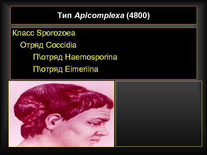    Тип Apicomplexa (4800) Класс Sporozoea Отряд Coccidia Потряд Haemosporina Потряд Eimeriina