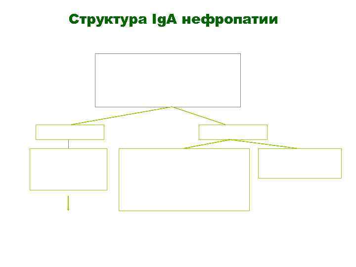 Структура Ig. A нефропатии 