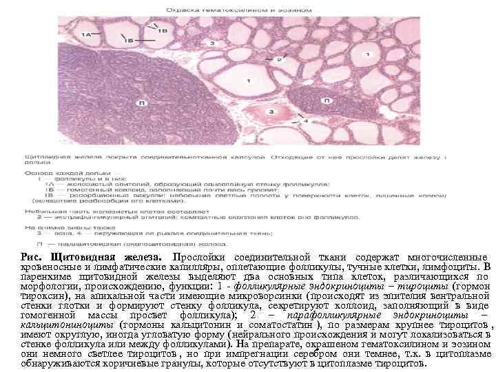 Рис. Щитовидная железа. Прослойки соединительной ткани содержат многочисленные кровеносные и лимфатические капилляры, оплетающие фолликулы,