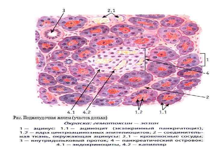 Рис. Поджелудочная железа (участок дольки) 