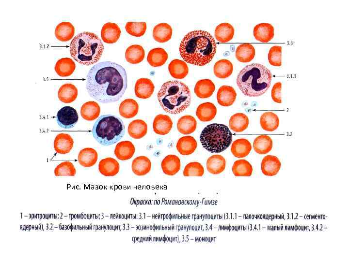 Клетки крови под микроскопом фото с описанием