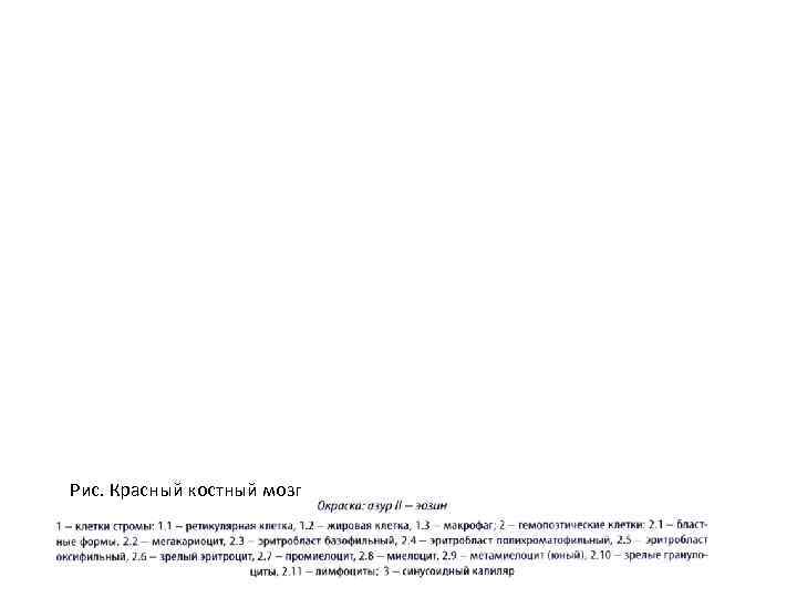 Рис. Красный костный мозг 