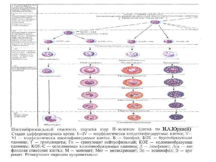 Н. А. Юриной) 