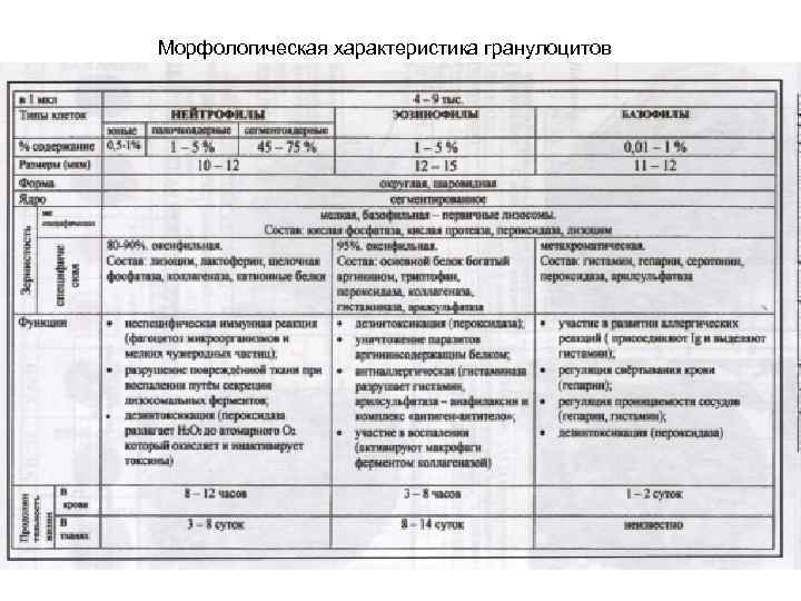 Морфологическая характеристика гранулоцитов 