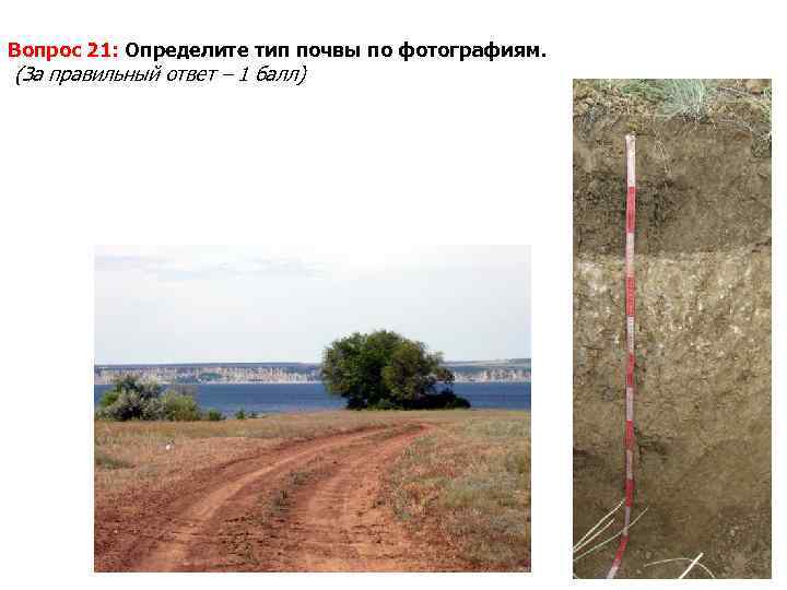 Вопрос 21: Определите тип почвы по фотографиям. (За правильный ответ – 1 балл) 