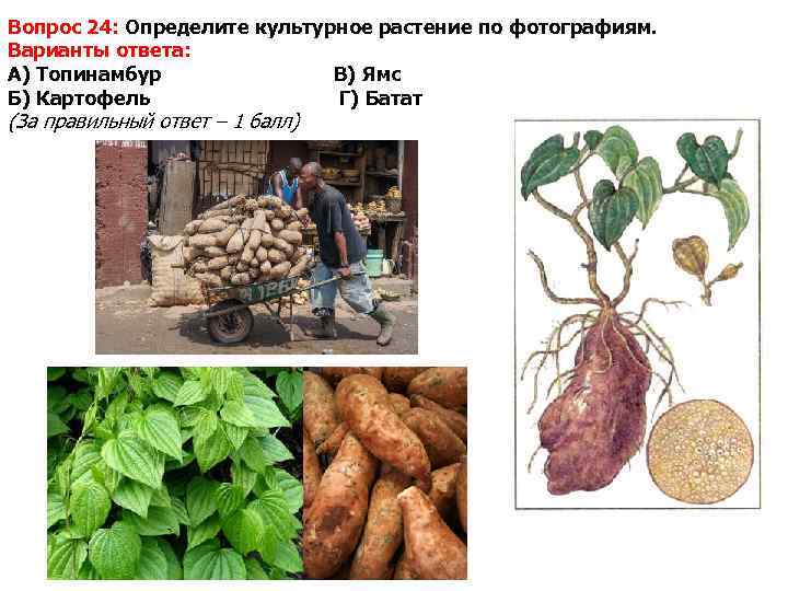 Вопрос 24: Определите культурное растение по фотографиям. Варианты ответа: А) Топинамбур   