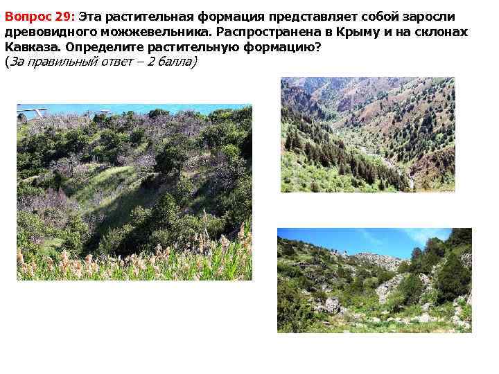 Вопрос 29: Эта растительная формация представляет собой заросли древовидного можжевельника. Распространена в Крыму и