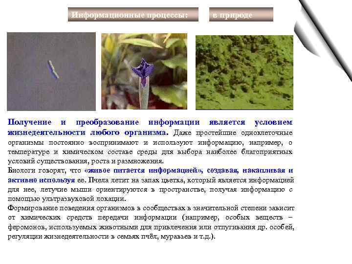    Информационные процессы:   в природе Получение и преобразование информации является