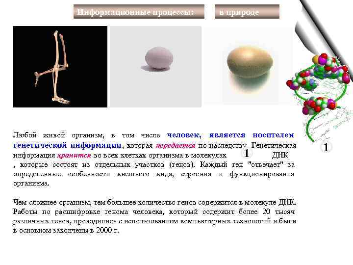     Информационные процессы:     в природе Любой живой