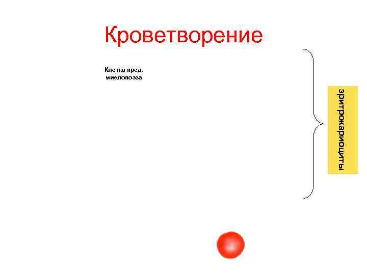 Кроветворение Клетка пред. миелопоэза эритрокариоциты Кроветворение Клетка пред. миелопоэза эритрокариоциты