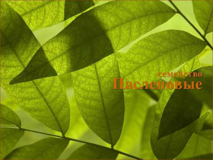 семейство Пасленовые 