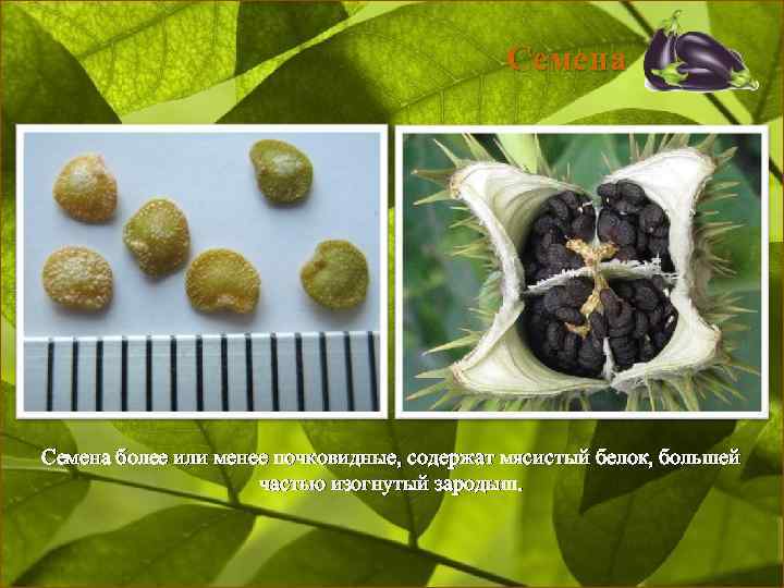Семена более или менее почковидные, содержат мясистый белок, большей частью изогнутый зародыш. 