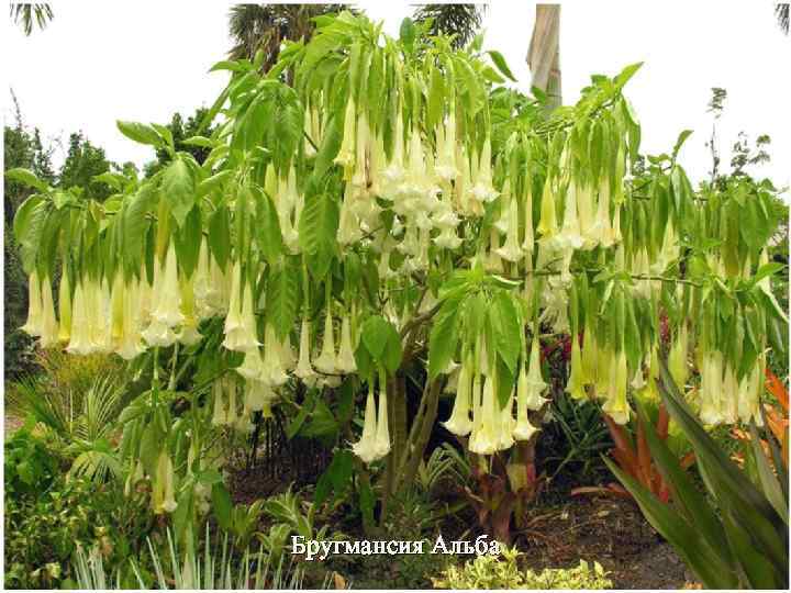 Бругмансия Альба 