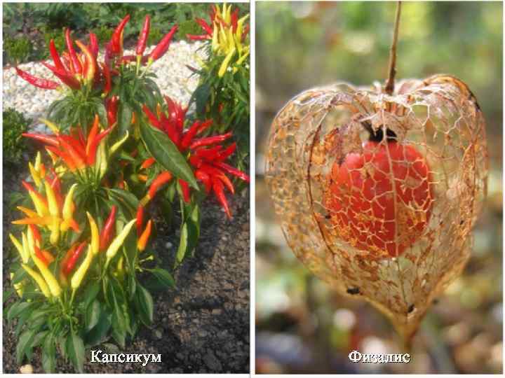 Капсикум Физалис 