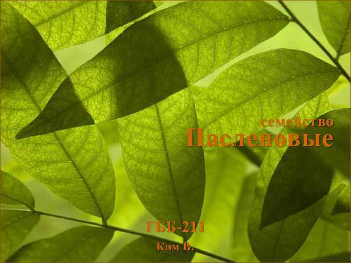 семейство Пасленовые ГББ-211 Ким В. 