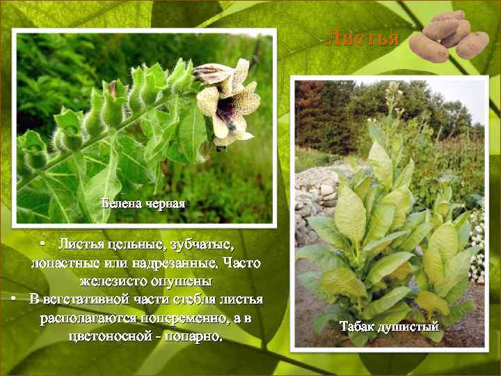 Листья Белена черная • Листья цельные, зубчатые, лопастные или надрезанные. Часто железисто опушены •