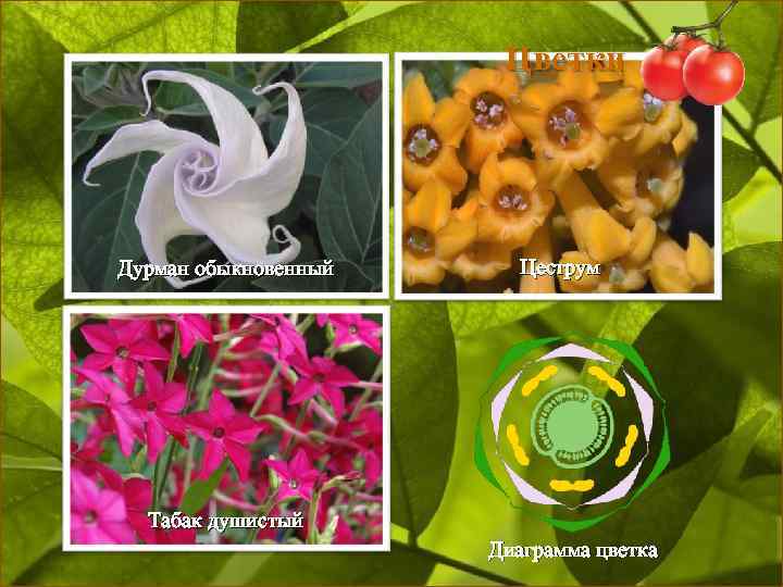 Цветки Дурман обыкновенный Цеструм Табак душистый Диаграмма цветка 