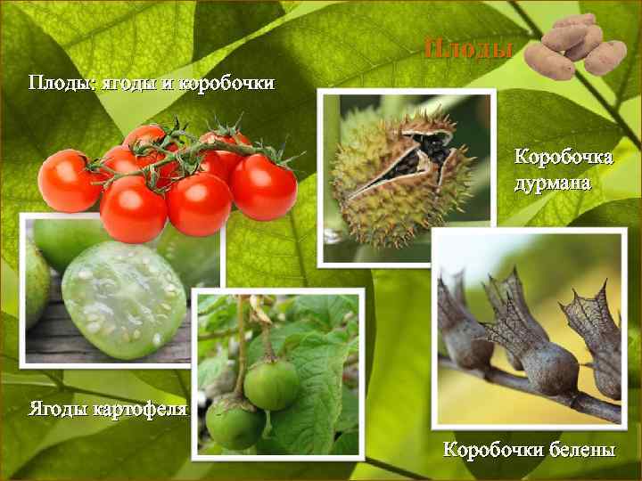 Плоды: ягоды и коробочки Коробочка дурмана Ягоды картофеля Коробочки белены 
