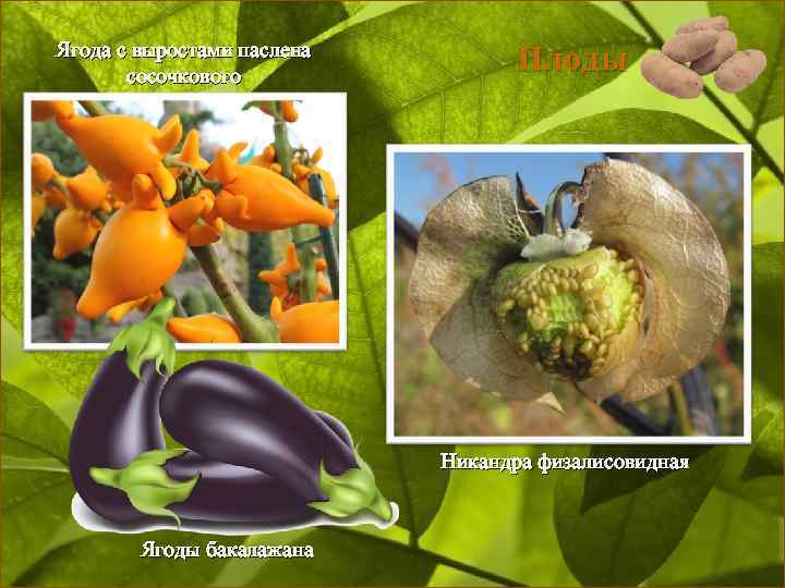 Ягода с выростами паслена сосочкового Плоды Никандра физалисовидная Ягоды бакалажана 