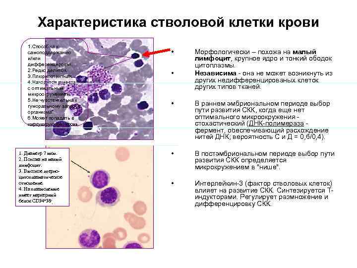   Характеристика стволовой клетки крови  1. Способна к  самоподдержанию  