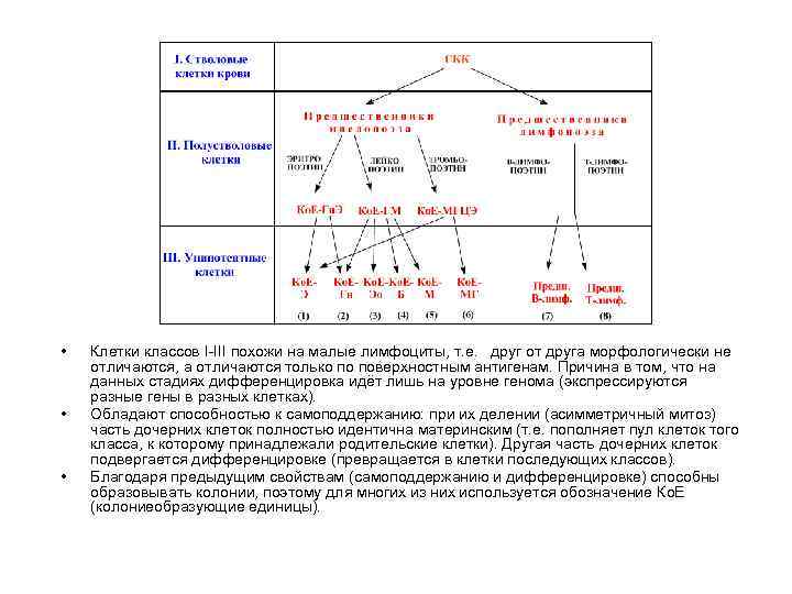  •  Клетки классов I-III похожи на малые лимфоциты, т. е. друг от