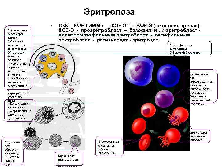        Эритропоэз    •  СКК
