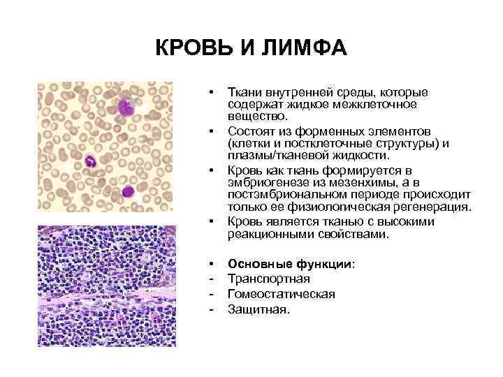 КРОВЬ И ЛИМФА •  Ткани внутренней среды, которые  содержат жидкое межклеточное 