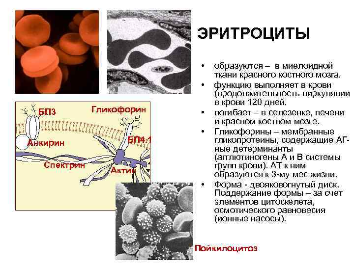 Где образуются эритроциты