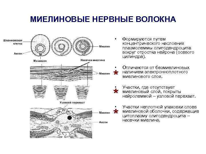 МИЕЛИНОВЫЕ НЕРВНЫЕ ВОЛОКНА • Формируются путем концентрического наслоения плазмолеммы олигодендроцита вокруг отростка нейрона (осевого