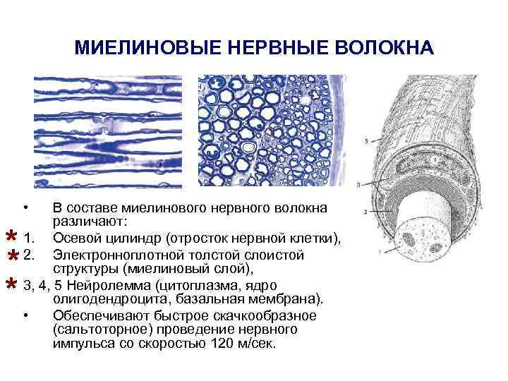 МИЕЛИНОВЫЕ НЕРВНЫЕ ВОЛОКНА • * * * В составе миелинового нервного волокна различают: 1.