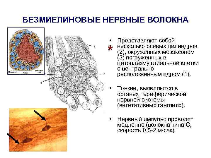 БЕЗМИЕЛИНОВЫЕ НЕРВНЫЕ ВОЛОКНА • Представляют собой несколько осевых цилиндров (2), окруженных мезаксоном (3) погруженных
