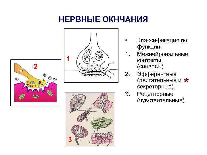 НЕРВНЫЕ ОКНЧАНИЯ • 1 1. 2 2. 3. 3 Классификация по функции: Межнейрональные контакты