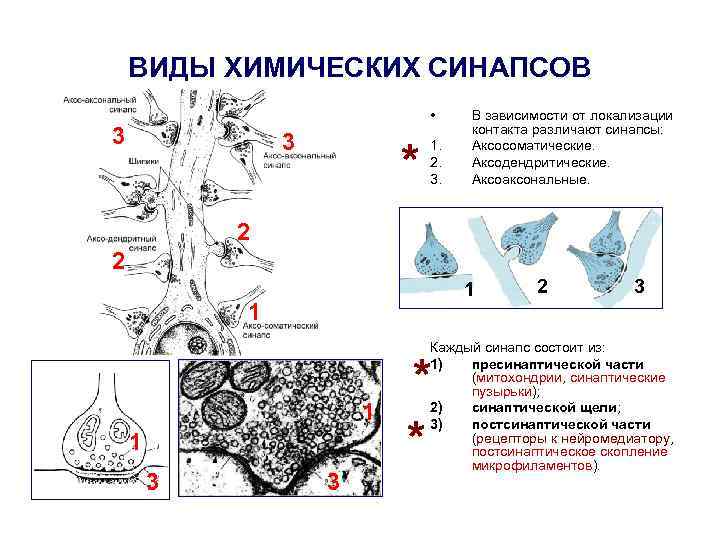 Установите соответствие виды синапсов. Аксодендритические синапсы функции. Классификация химических синапсов. Аксосоматические синапсы функции. Аксосоматические и аксодендритические синапсы.