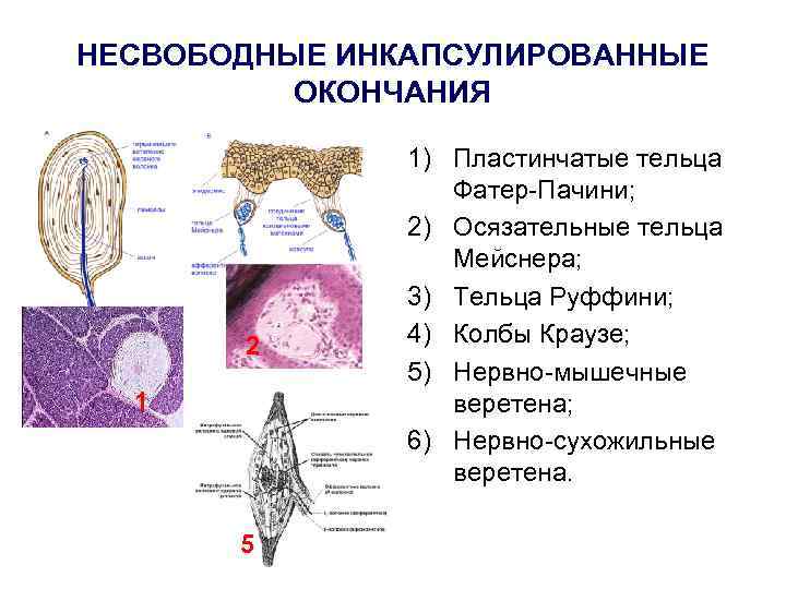 НЕСВОБОДНЫЕ ИНКАПСУЛИРОВАННЫЕ ОКОНЧАНИЯ 2 1 5 1) Пластинчатые тельца Фатер-Пачини; 2) Осязательные тельца Мейснера;