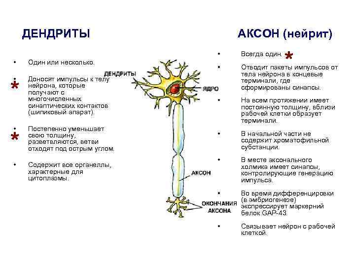 ДЕНДРИТЫ АКСОН (нейрит) * • • Один или несколько. • Доносят импульсы к телу