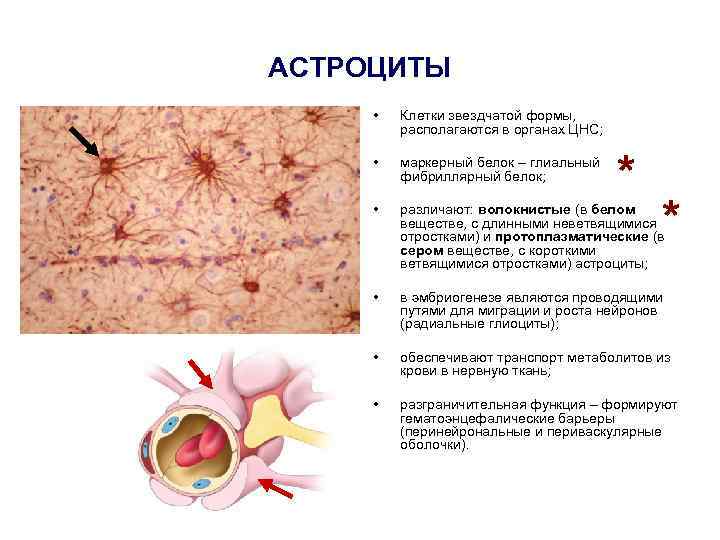 Функции астроцитов. Глиальные клетки нервной ткани препарат. Клетки нервной ткани астроцит. Звездчатая форма клетки. Клетки глии астроциты.